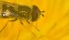 Syrphus sp.